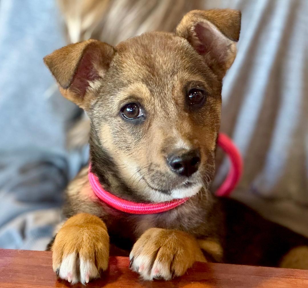 Enlarge Ryah, a Adoptable mixed breed in Albuquerque, NM image 2/6