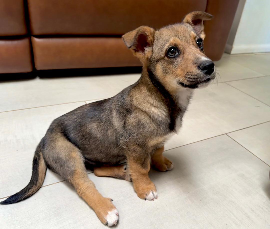 Enlarge Ryah, a Adoptable mixed breed in Albuquerque, NM image 3/6