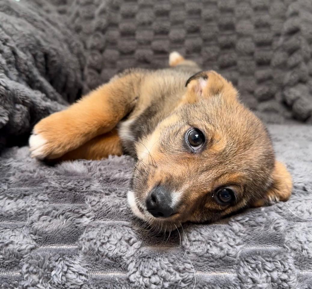 Enlarge Ryah, a Adoptable mixed breed in Albuquerque, NM image 5/6