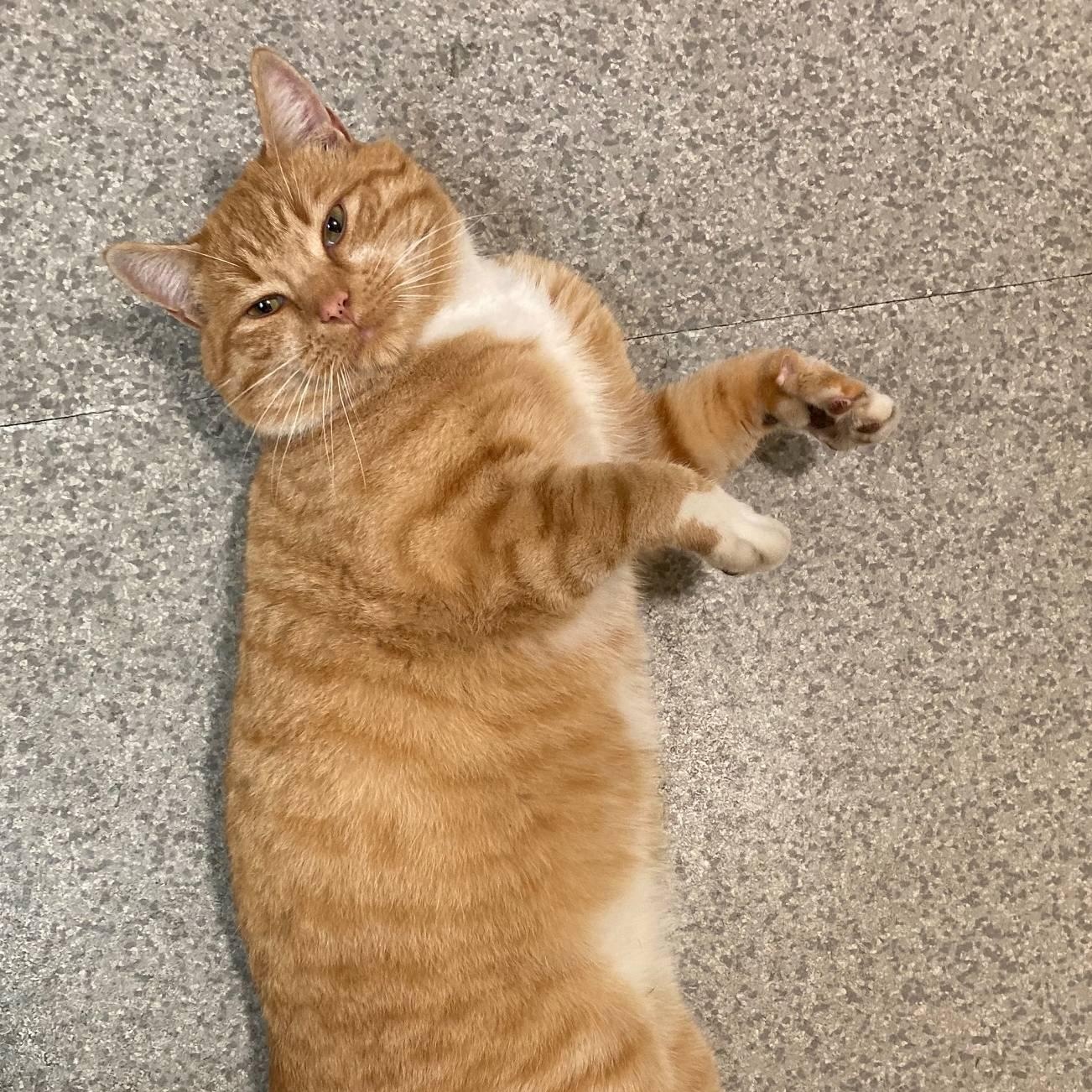 Enlarge Andres, a Adopted Domestic Short Hair in The dalles, OR image 6/6