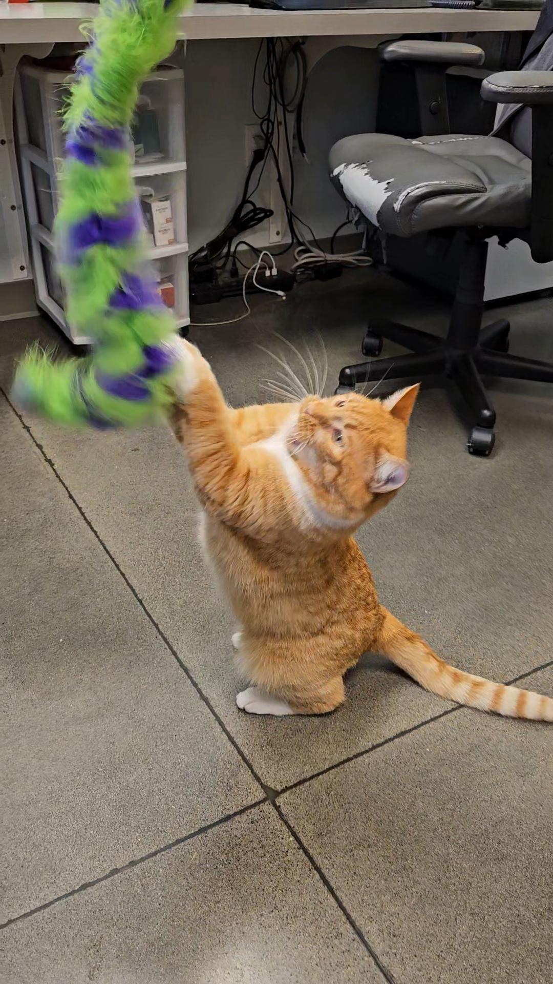 Enlarge Andres, a Adopted Domestic Short Hair in The dalles, OR image 2/6