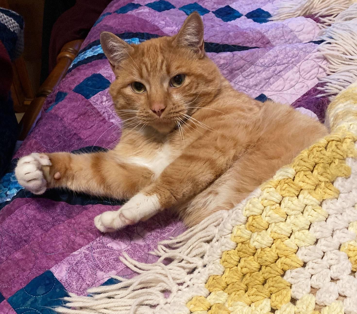 Enlarge Andres, a Adopted Domestic Short Hair in The dalles, OR image 4/6