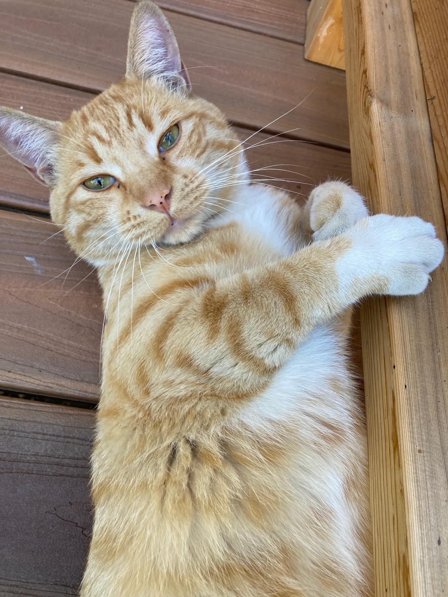 Enlarge Andres, a Adopted Domestic Short Hair in The dalles, OR image 5/6