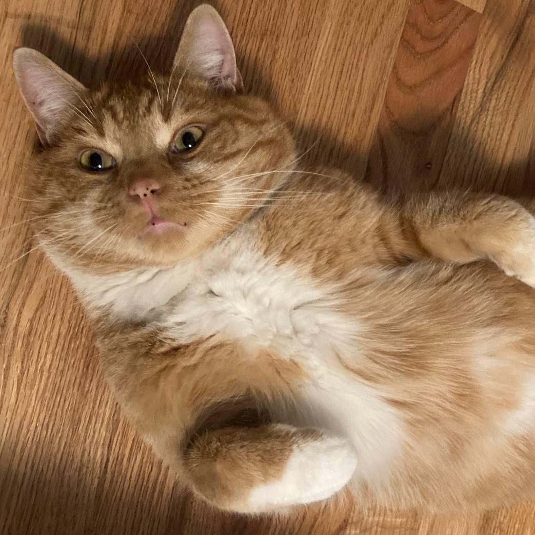 Enlarge Andres, a Adopted Domestic Short Hair in The dalles, OR image 3/6