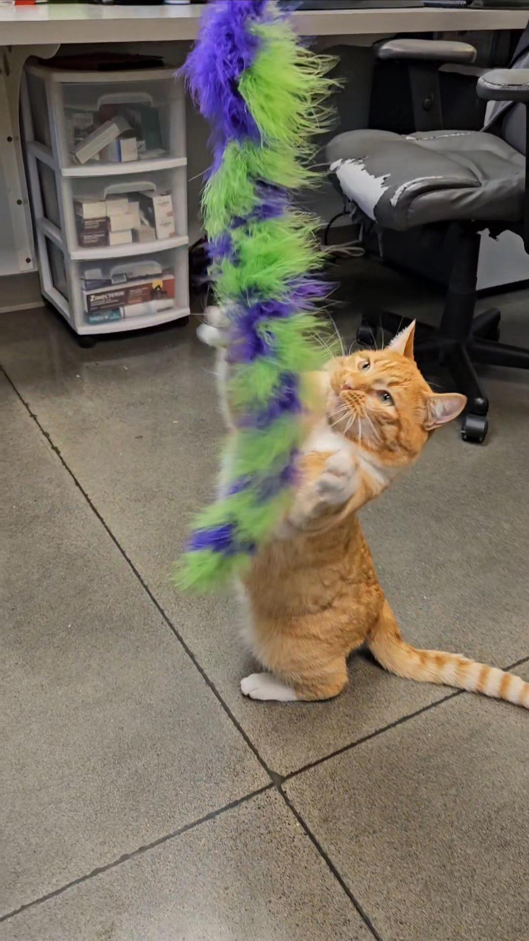 Enlarge Andres, a Adopted Domestic Short Hair in The dalles, OR image 1/6