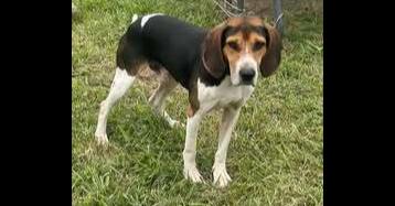 Fletcher, Adoptable, Adult Male Hound.