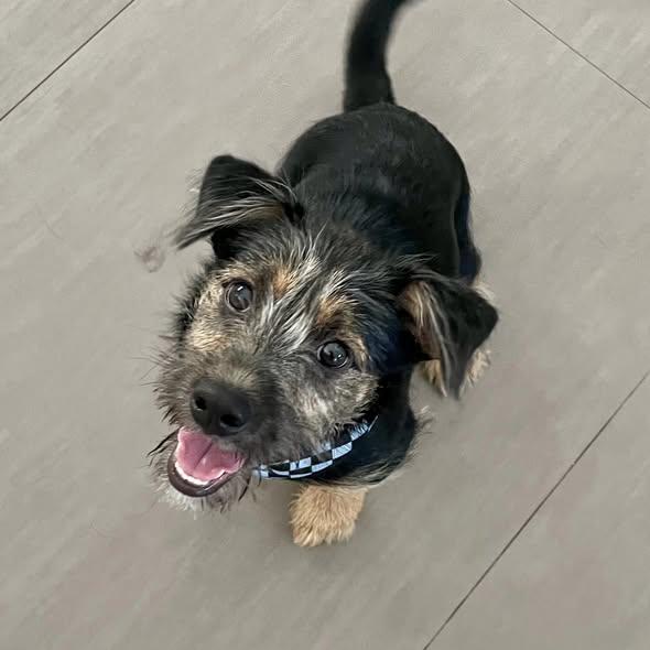 Enlarge Bodhi URGENT FOSTER OR FOSTER TO ADOPT NEEDED, a Adoptable mixed breed in Miami, FL image 1/3