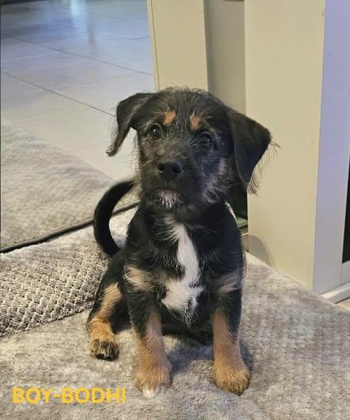 Bodhi, ADOPTABLE, Puppy Male Dachshund & Yorkshire Terrier.