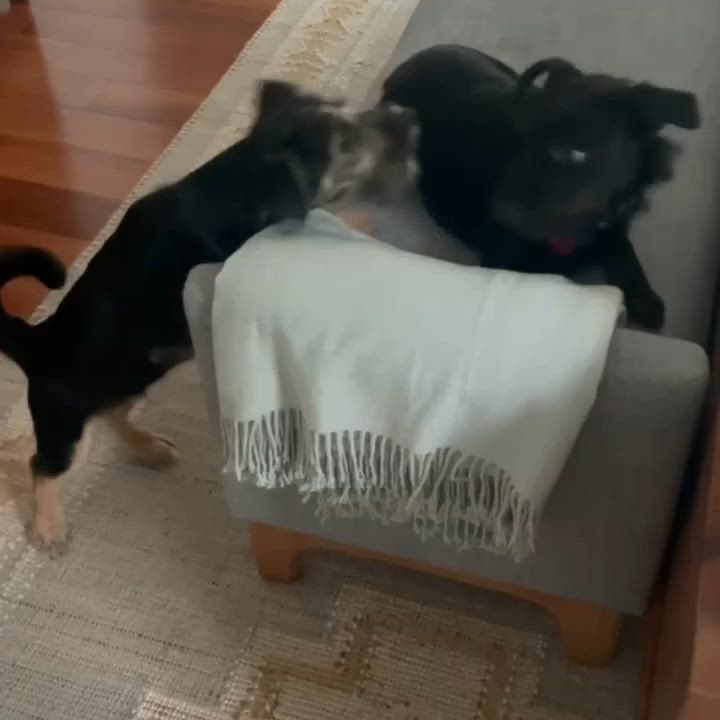 Enlarge Bodhi URGENT FOSTER OR FOSTER TO ADOPT NEEDED, a Adoptable mixed breed in Miami, FL video 3/3