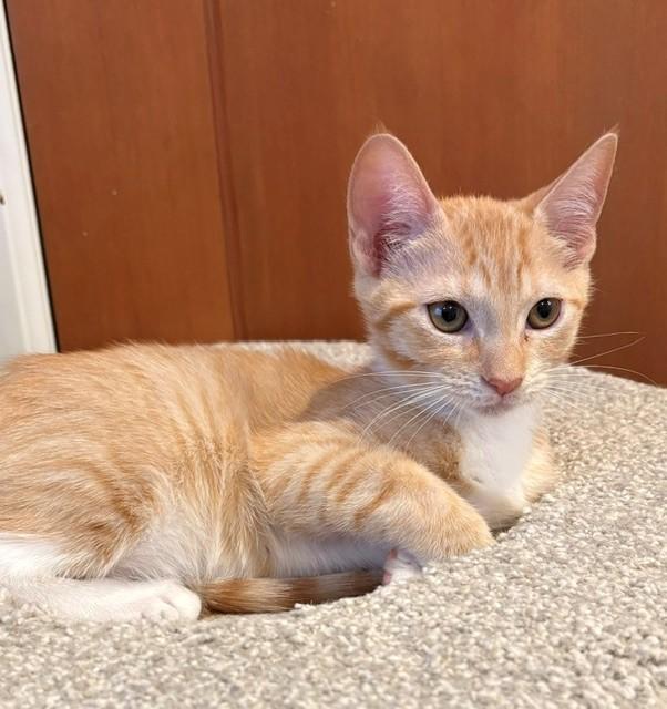 Enlarge Opi (LE), a Adopted Domestic Short Hair in Little Falls, NJ image 3/3