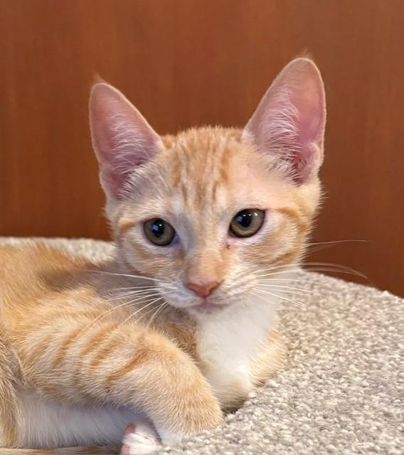 Enlarge Opi (LE), a Adopted Domestic Short Hair in Little Falls, NJ image 2/3