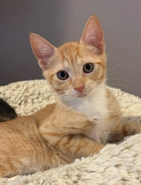 Enlarge Opi (LE), a Adopted Domestic Short Hair in Little Falls, NJ image 1/3