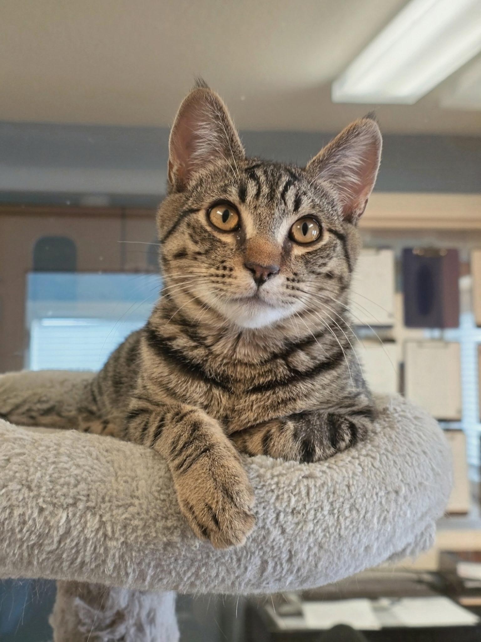 Pinecone, ADOPTABLE, Young Male Domestic Short Hair.