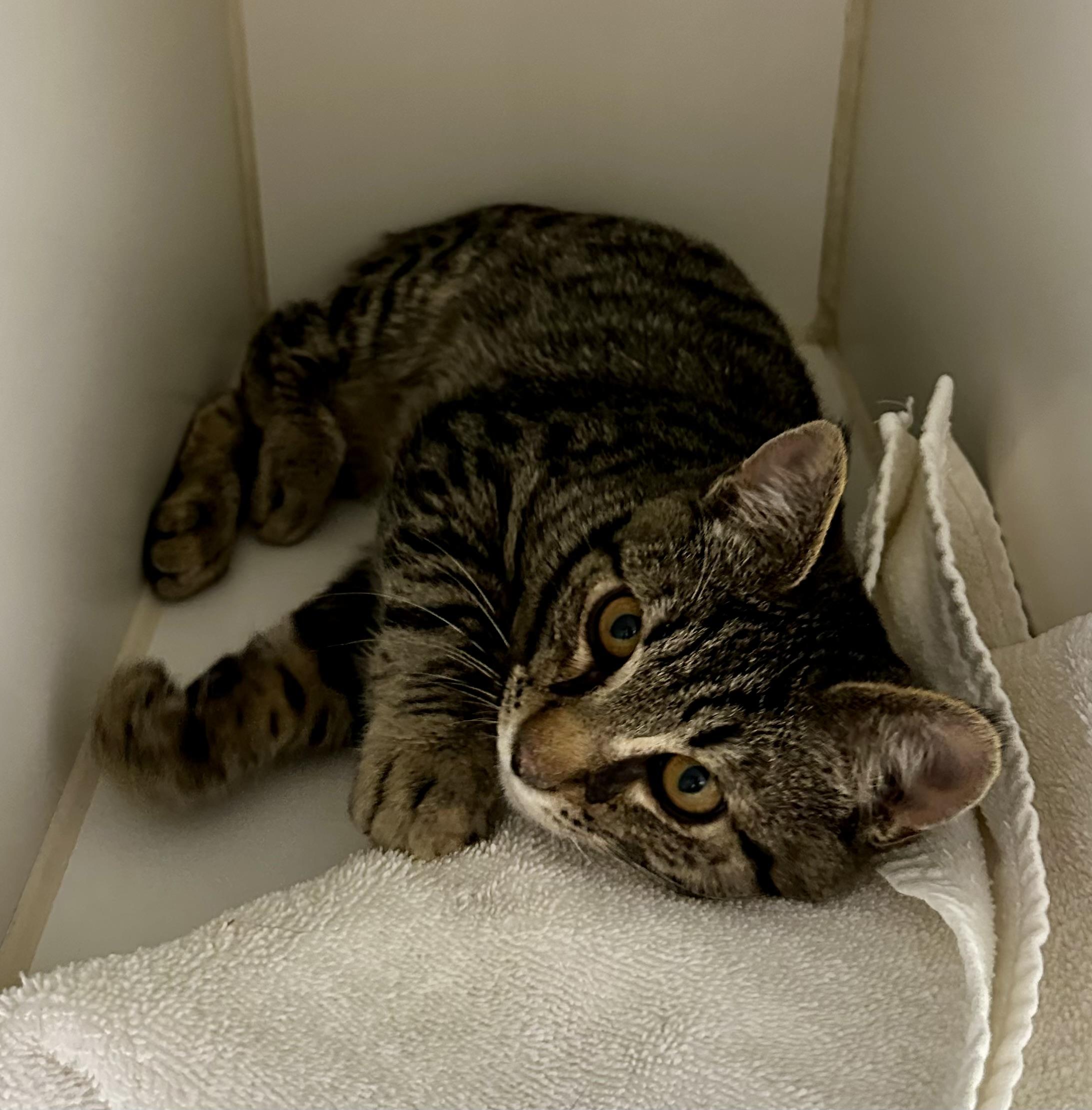 Enlarge Pinecone, a ADOPTABLE mixed breed in Jackson, WY image 2/2