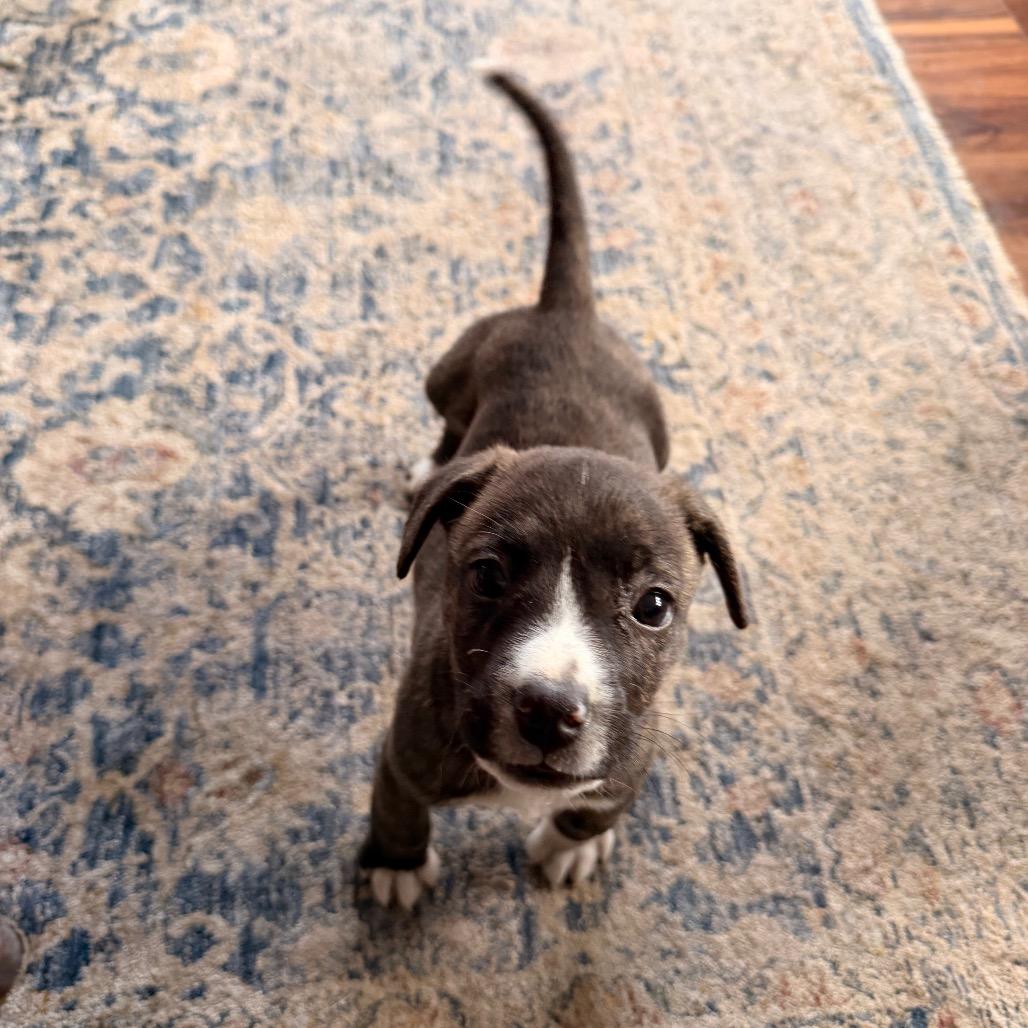 Helena, Adoptable, Puppy Female Staffordshire Bull Terrier.