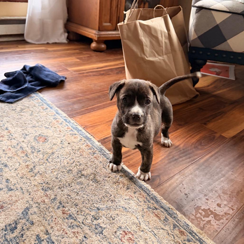 Helena, a Adoptable mixed breed in Pawling, NY image 2/3