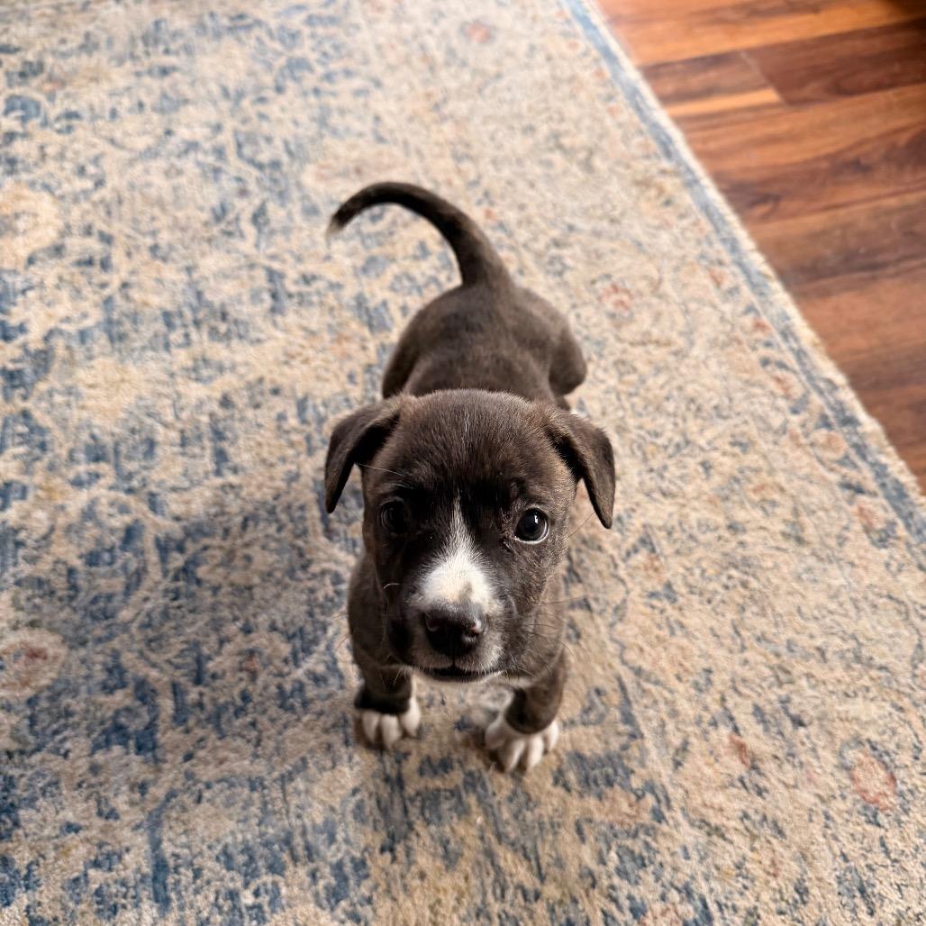 Helena, a Adoptable mixed breed in Pawling, NY image 3/3