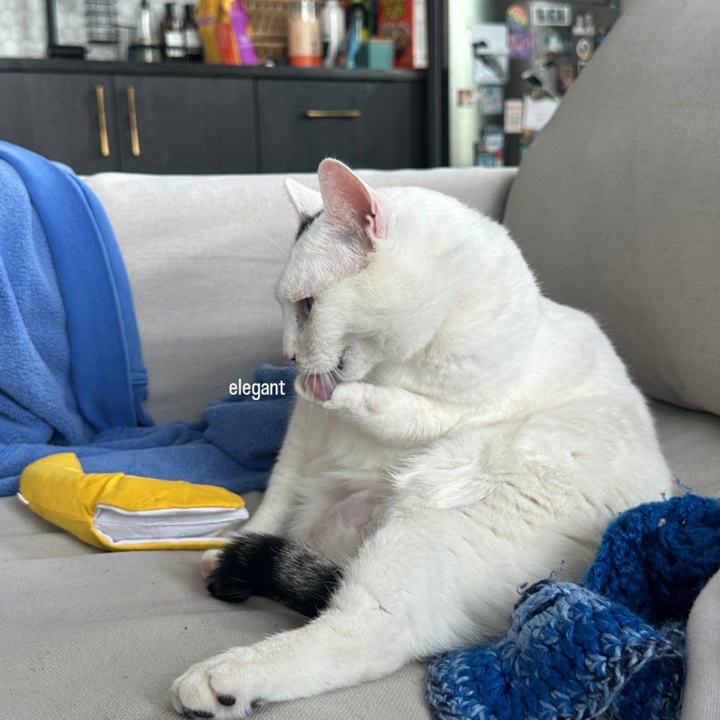 Mareep, a ADOPTABLE Domestic Short Hair in Brooklyn, NY image 5/6