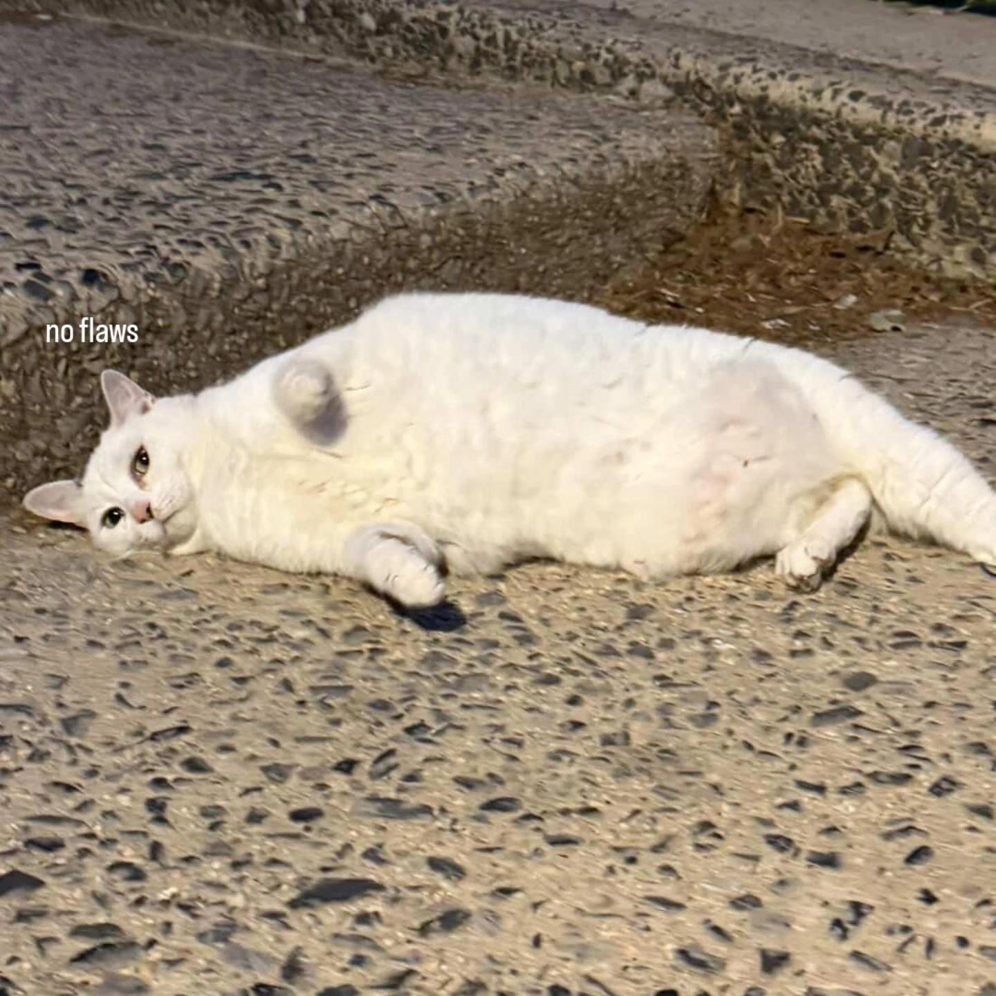 Mareep, a ADOPTABLE Domestic Short Hair in Brooklyn, NY image 6/6