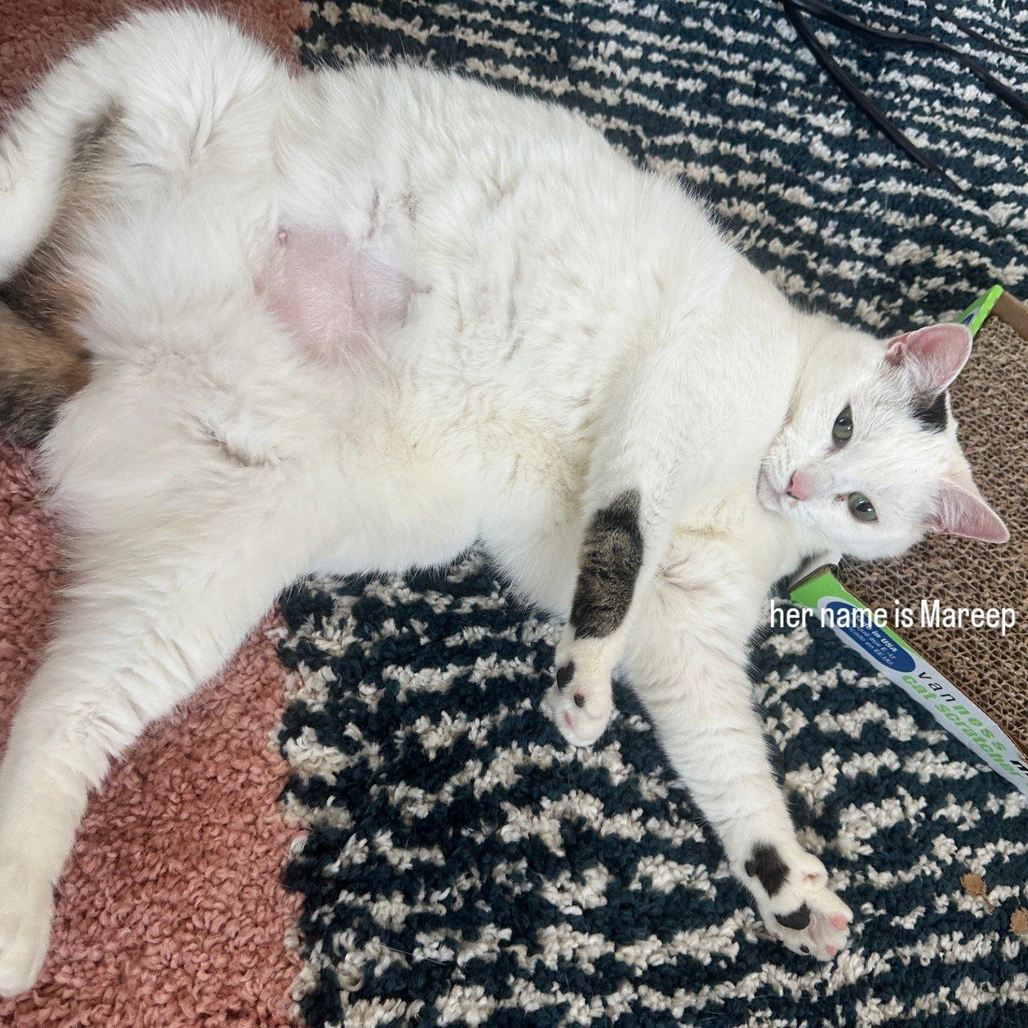 Mareep, a ADOPTABLE Domestic Short Hair in Brooklyn, NY image 2/6