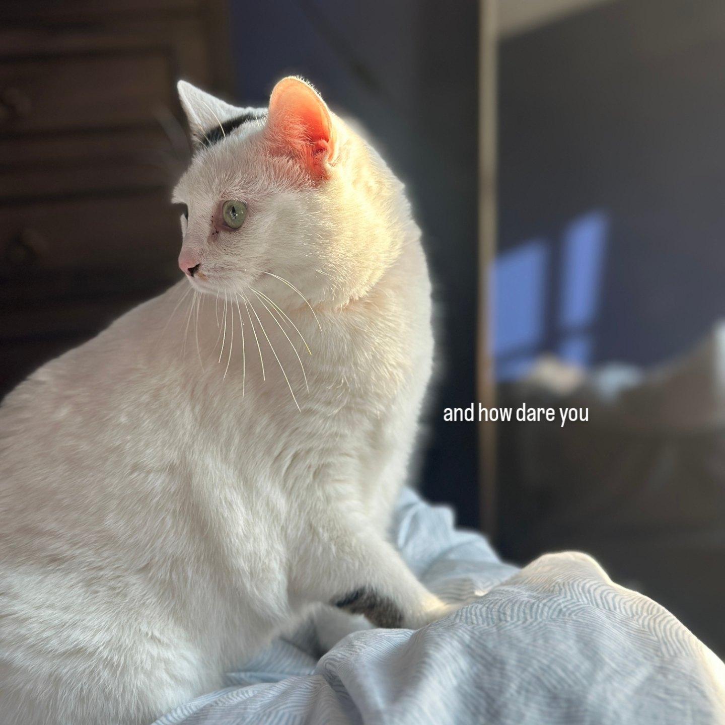 Mareep, a ADOPTABLE Domestic Short Hair in Brooklyn, NY image 3/6