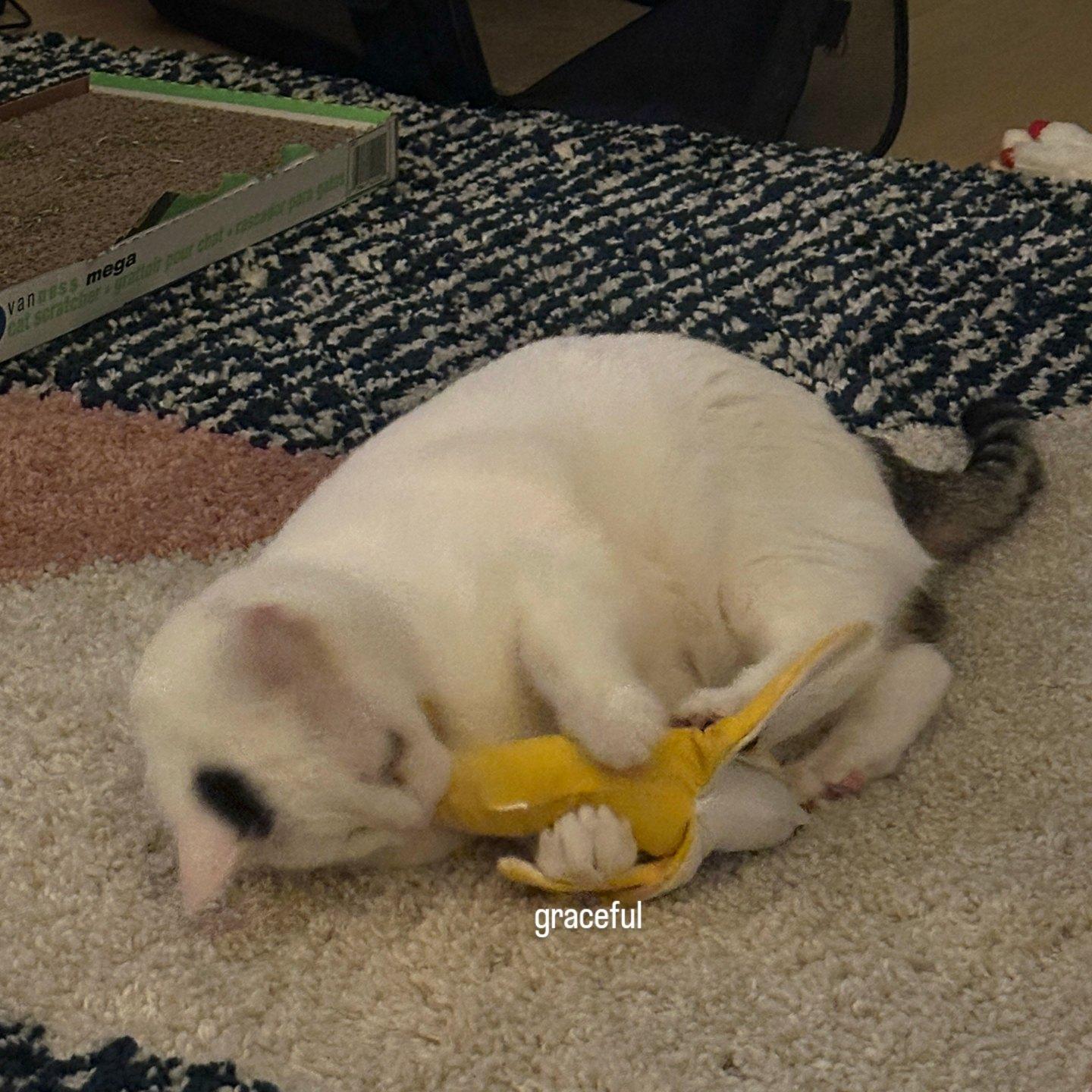 Mareep, a ADOPTABLE Domestic Short Hair in Brooklyn, NY image 4/6