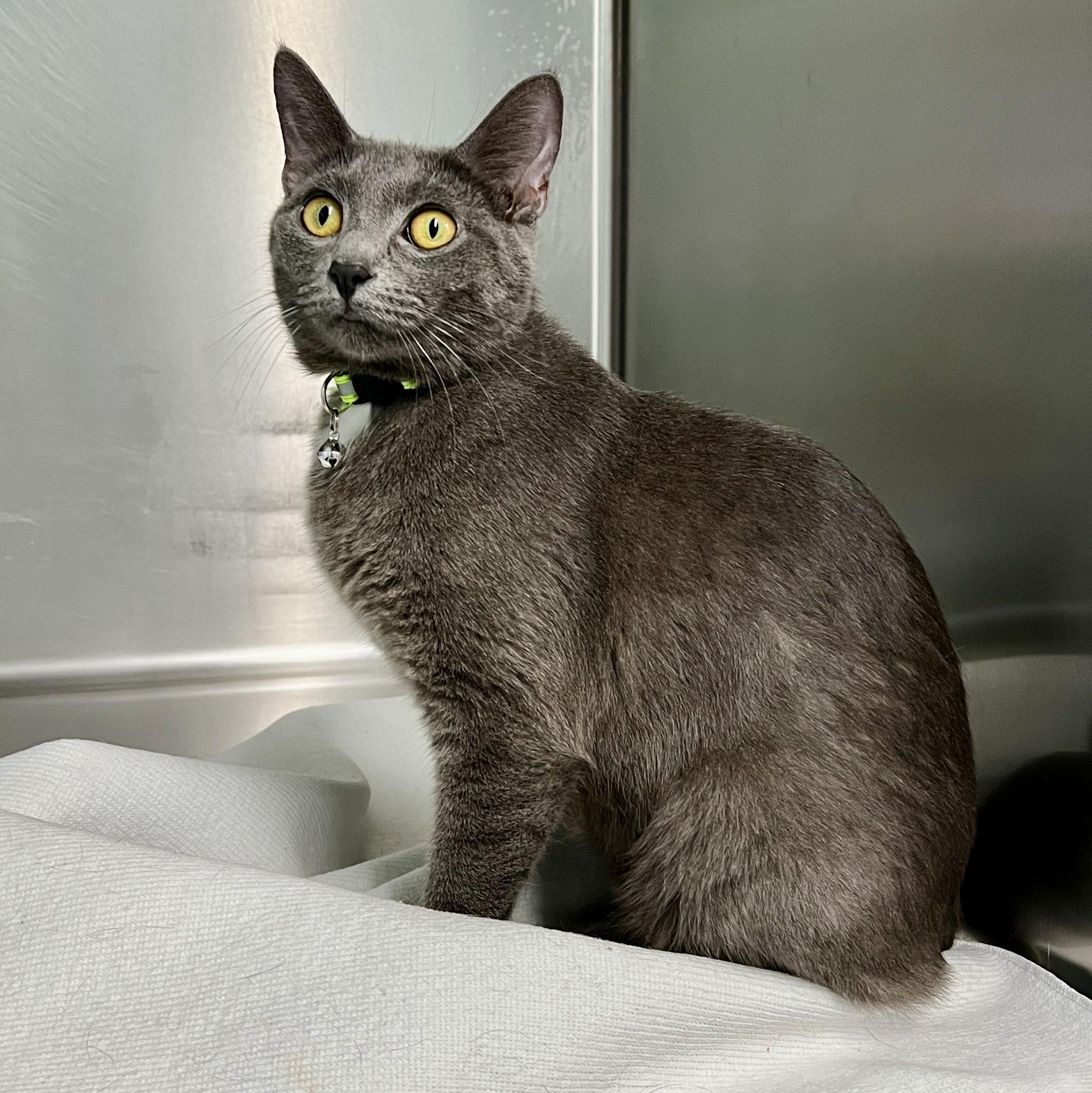 April, a ADOPTABLE Domestic Short Hair in Jamestown, ND image 2/2