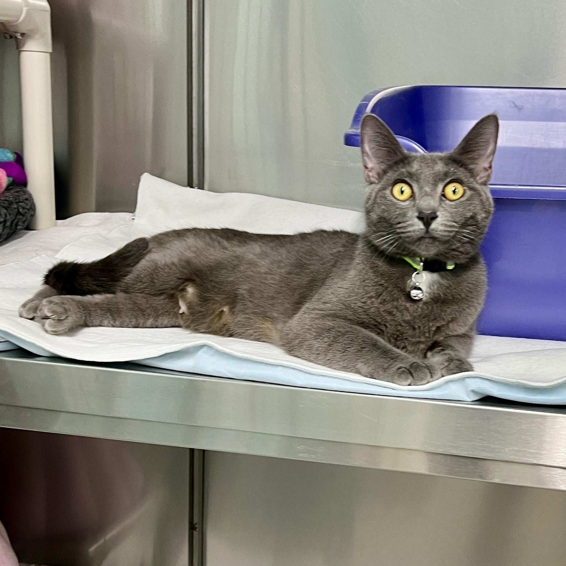 April, a ADOPTABLE Domestic Short Hair in Jamestown, ND image 1/2