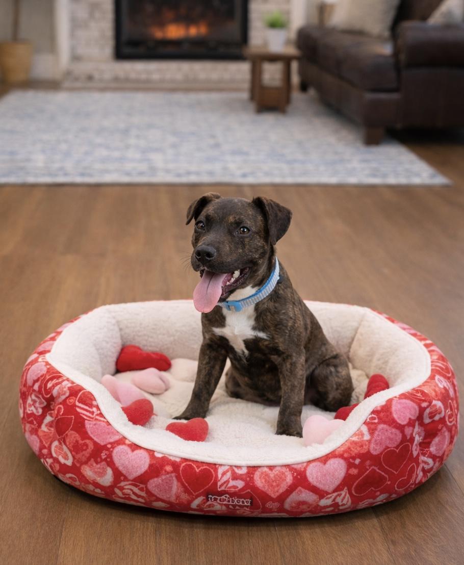 Jewel, adopted, Puppy Female Labrador Retriever & Tennessee Treeing Brindle.