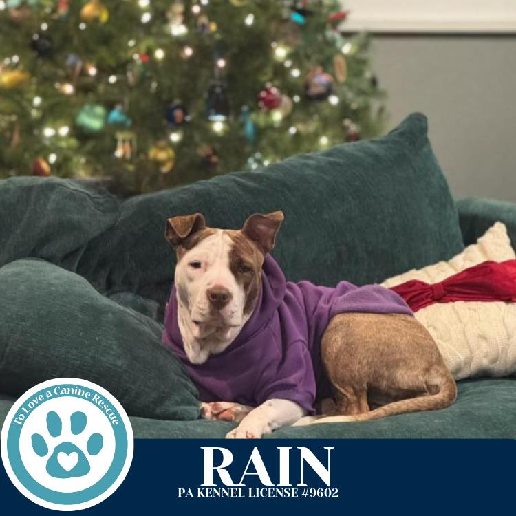 Rain (Stevie's Mom) 092725, Adoptable, Young Female Pit Bull Terrier.