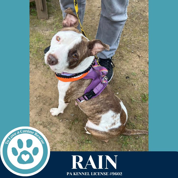 Rain (Stevie's Mom) 092725, a Adoptable mixed breed in Kimberton, PA image 2/5