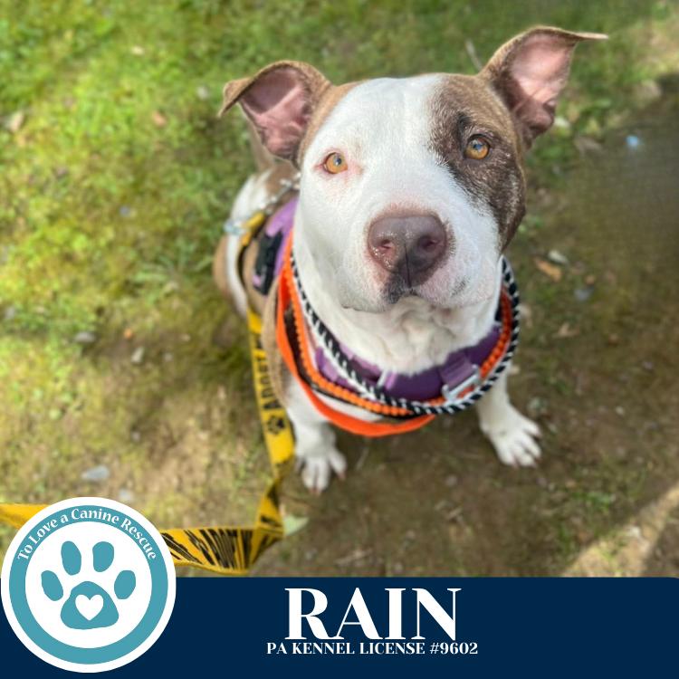 Rain (Stevie's Mom) 092725, a Adoptable mixed breed in Kimberton, PA image 3/5