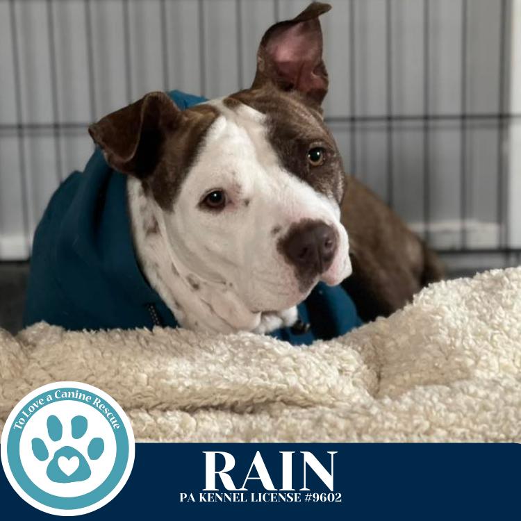 Rain (Stevie's Mom) 092725, a Adoptable mixed breed in Kimberton, PA image 4/5