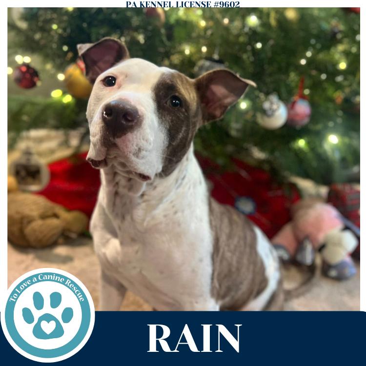 Enlarge Rain (Stevie's Mom) 092725, a Adoptable mixed breed in Kimberton, PA image 4/6