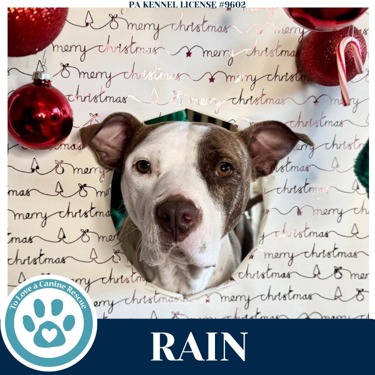 Enlarge Rain (Stevie's Mom) 092725, a Adoptable mixed breed in Kimberton, PA image 5/6