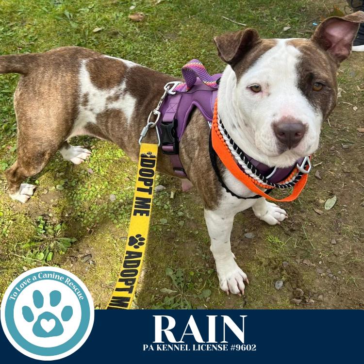 Rain (Stevie's Mom) 092725, a Adoptable mixed breed in Kimberton, PA image 5/5