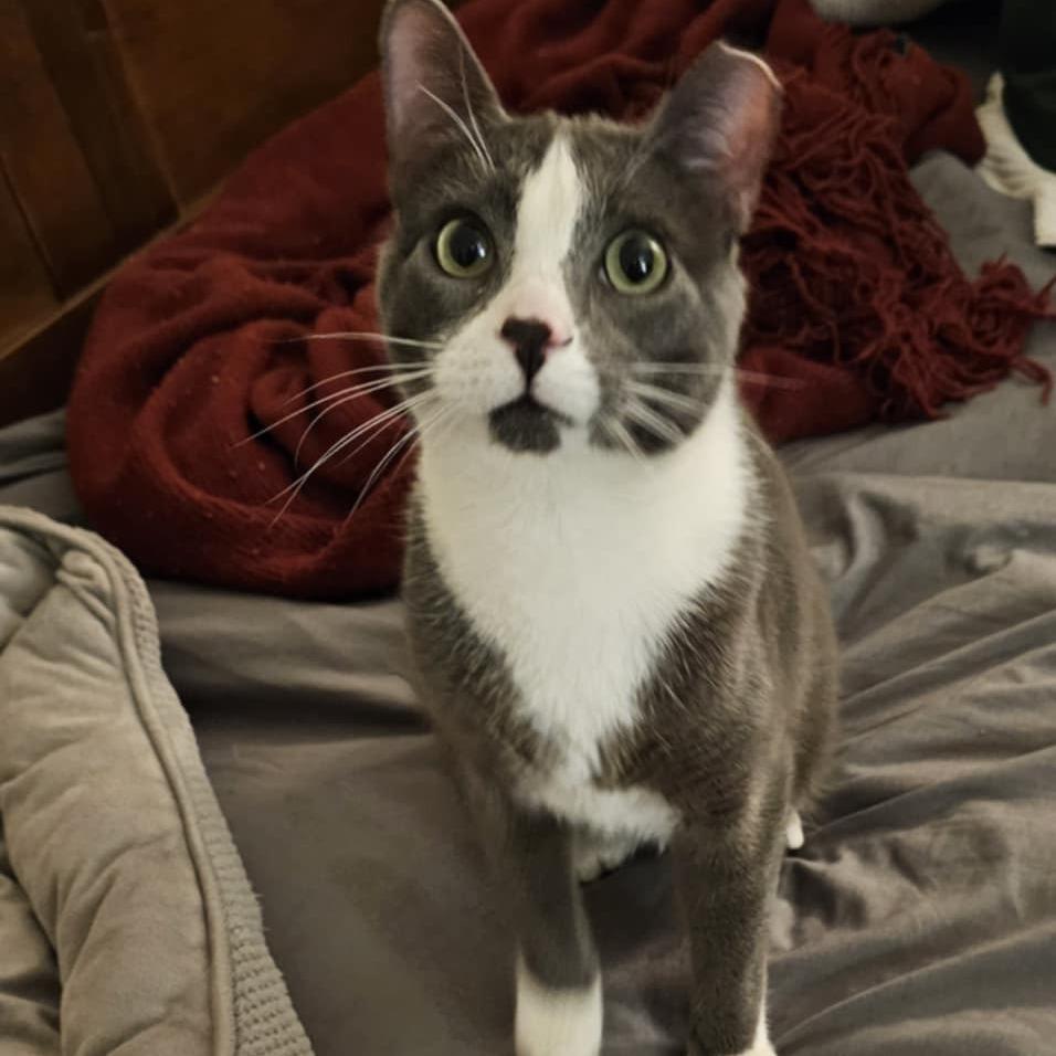 Enlarge Marcario aka Maui, a Adoptable Domestic Short Hair in Reisterstown, MD image 1/3