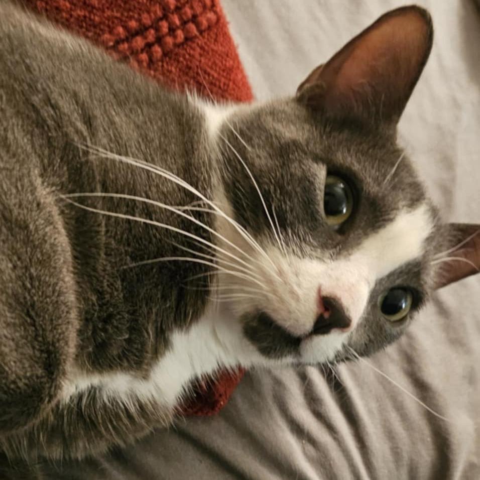Enlarge Marcario aka Maui, a Adoptable Domestic Short Hair in Reisterstown, MD image 2/3