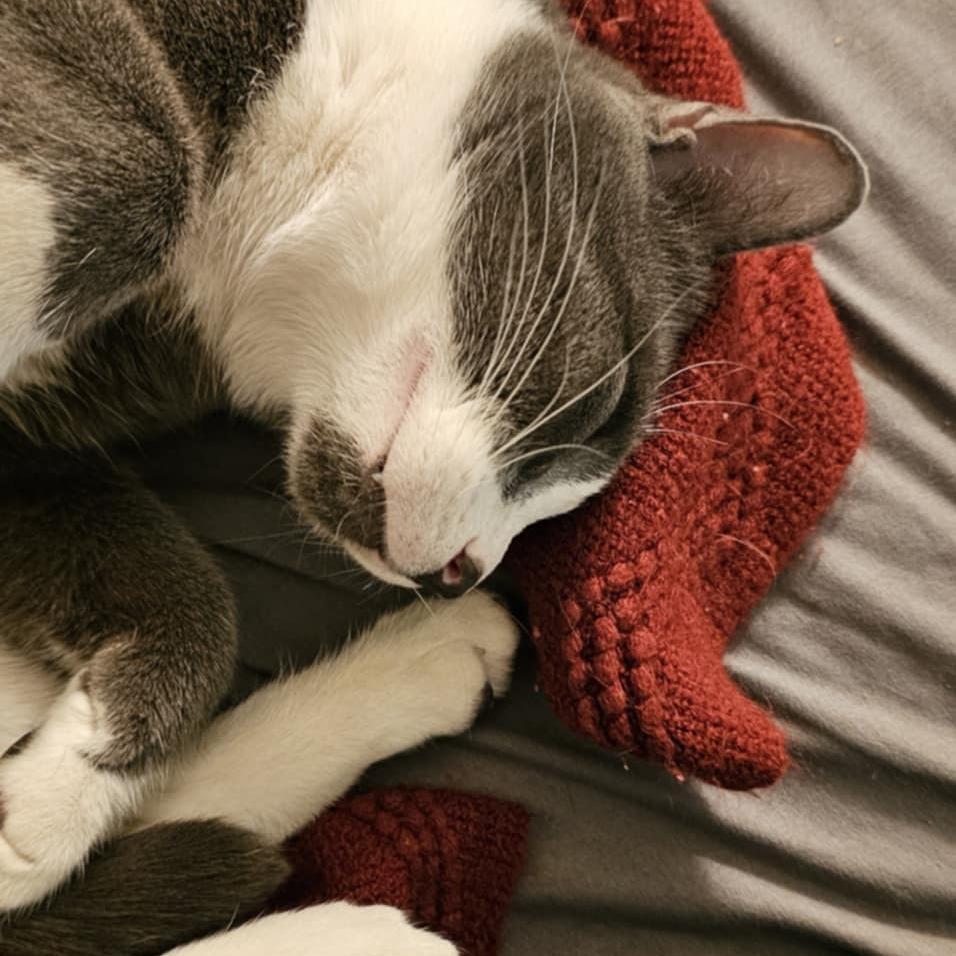 Enlarge Marcario aka Maui, a Adoptable Domestic Short Hair in Reisterstown, MD image 3/3