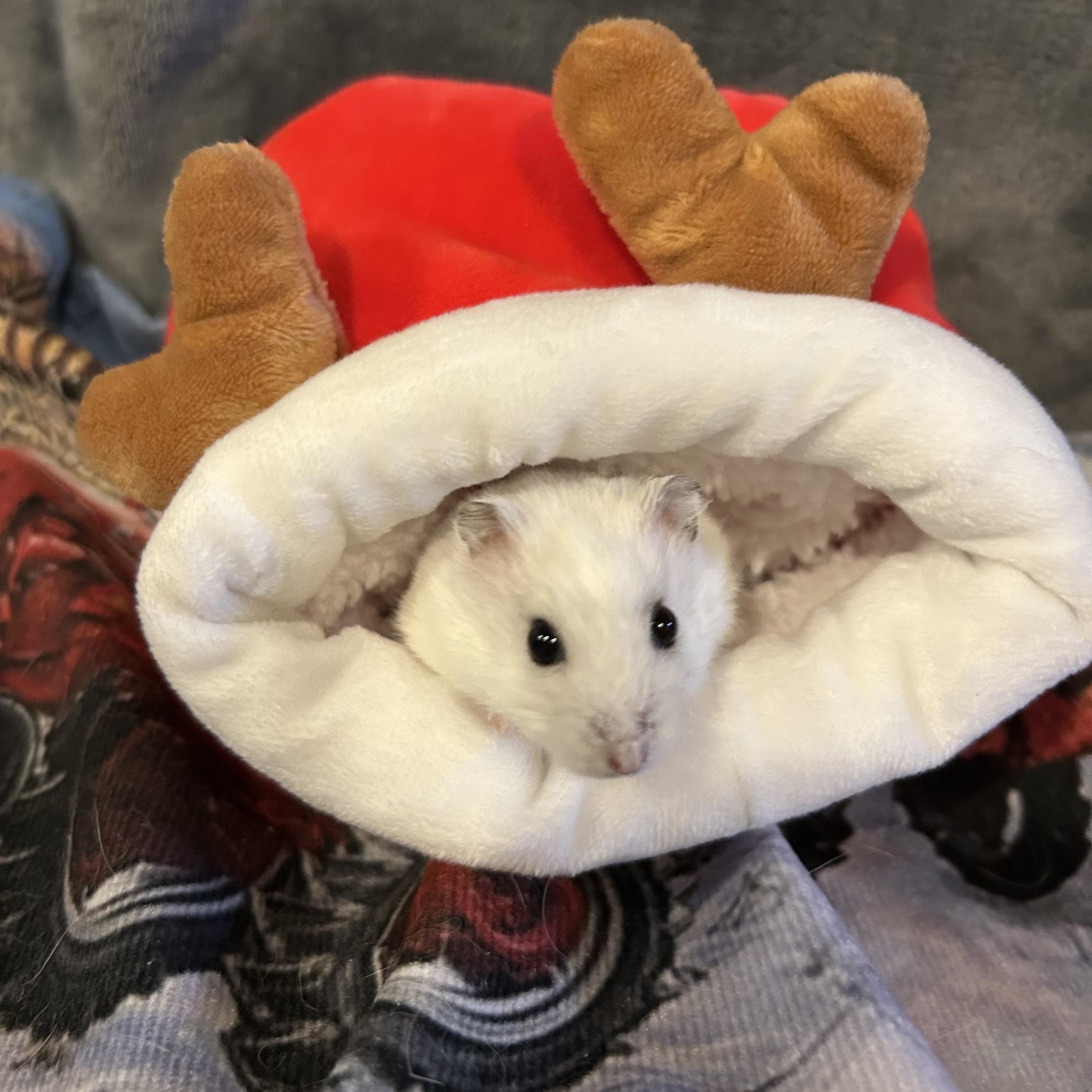 Enlarge Thomsonite: video!!, a Adoptable Dwarf Hamster in Edinburg, PA image 1/6