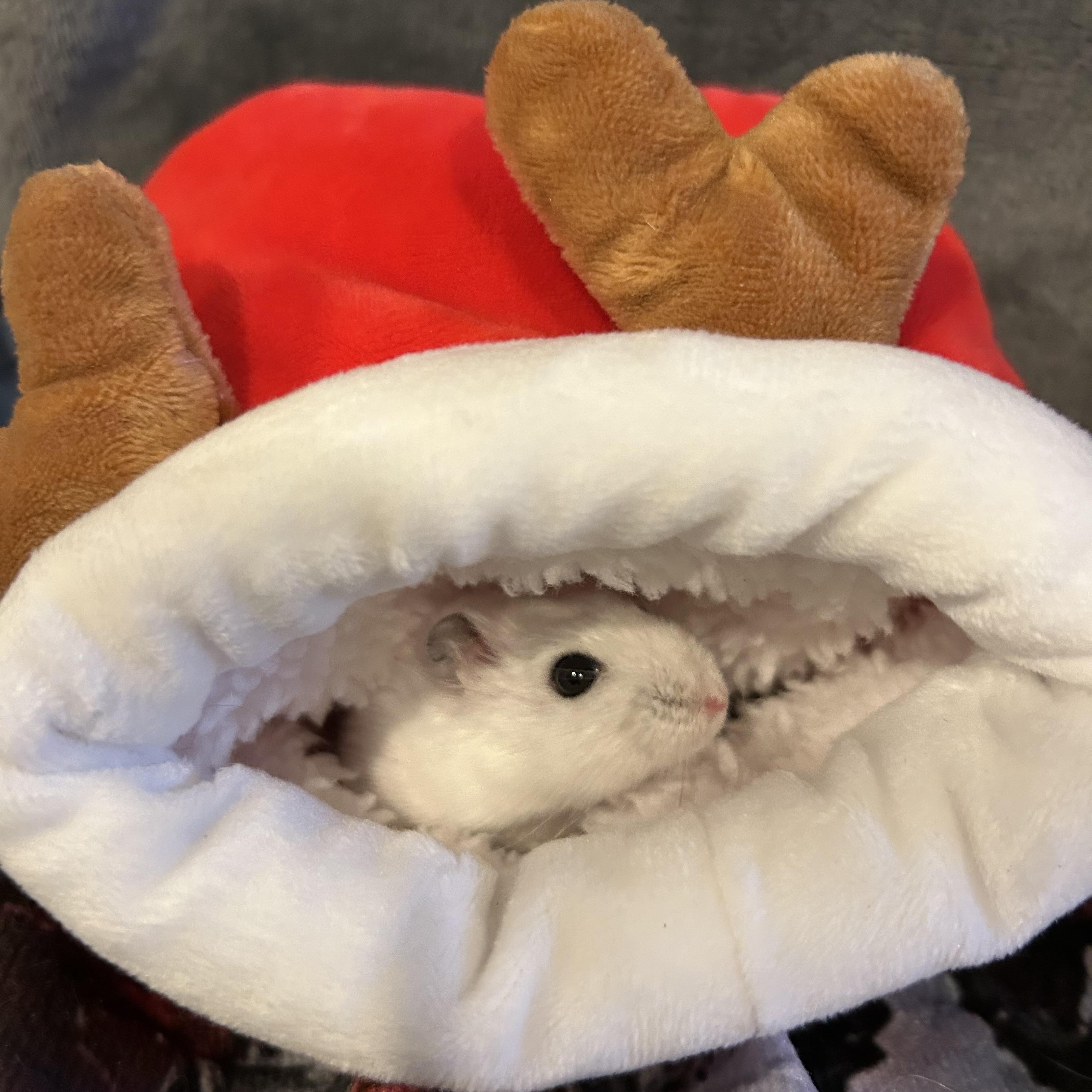 Enlarge Thomsonite: video!!, a Adoptable Dwarf Hamster in Edinburg, PA image 5/6