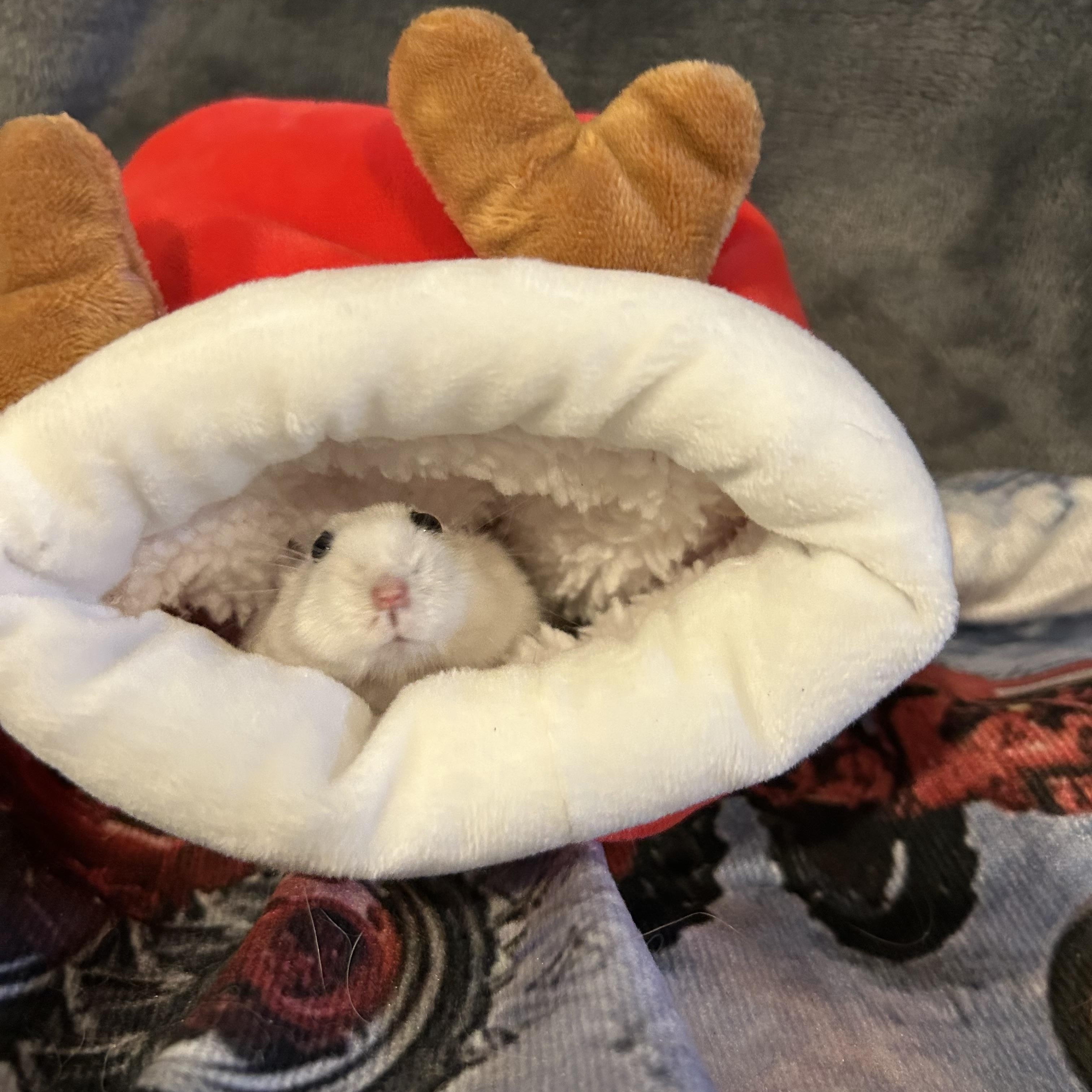 Enlarge Thomsonite: video!!, a Adoptable Dwarf Hamster in Edinburg, PA image 6/6