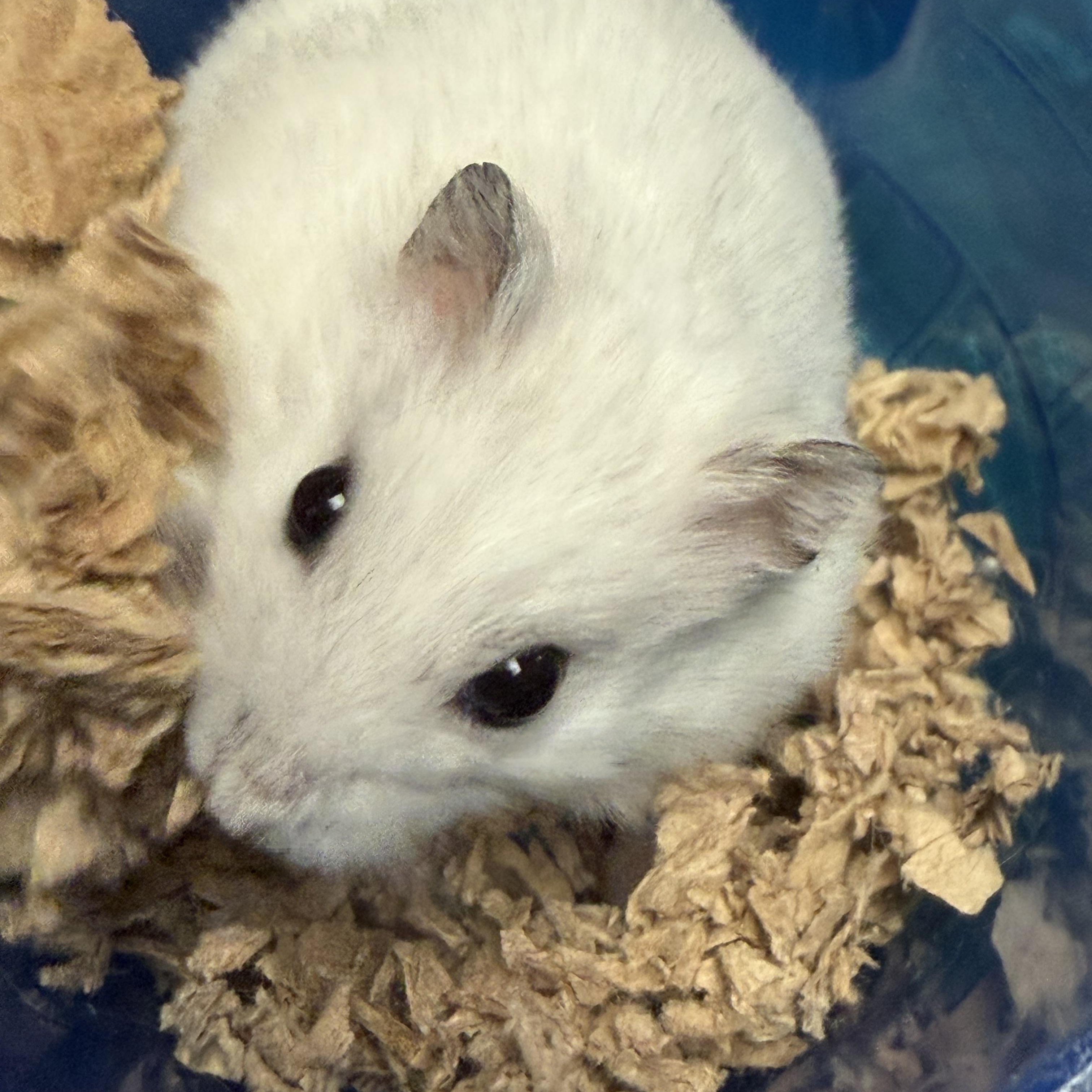 Enlarge Thomsonite: video!!, a Adoptable Dwarf Hamster in Edinburg, PA image 2/6