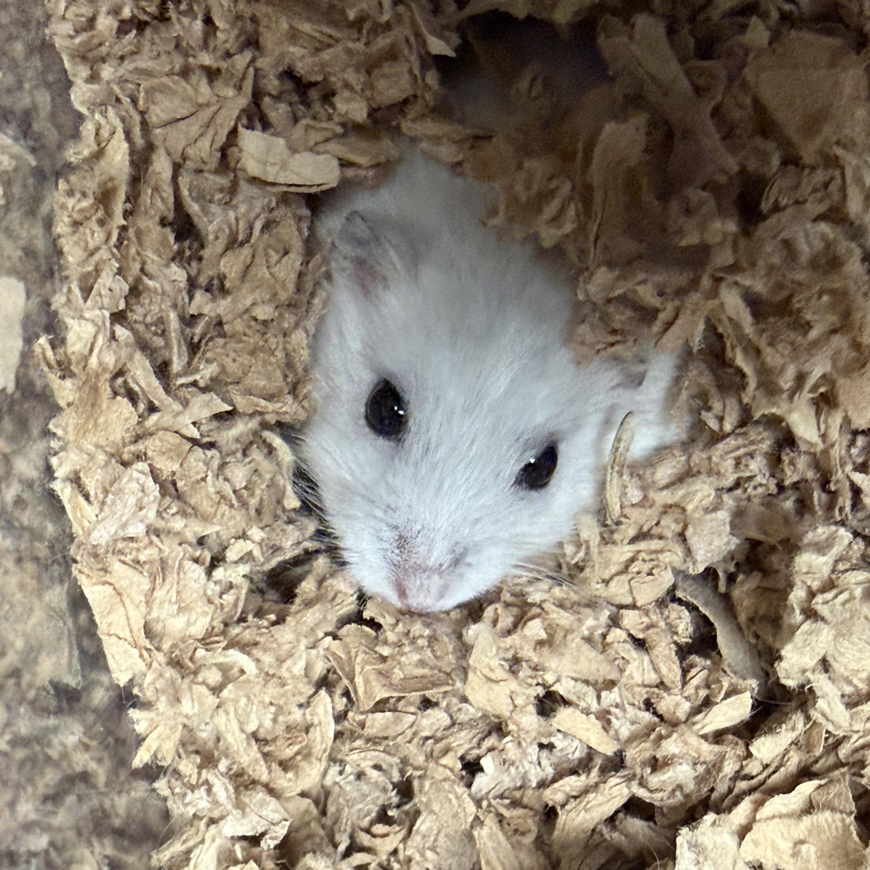 Enlarge Thomsonite: video!!, a Adoptable Dwarf Hamster in Edinburg, PA image 3/6
