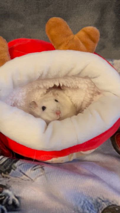 Enlarge Thomsonite: video!!, a Adoptable Dwarf Hamster in Edinburg, PA video 4/6