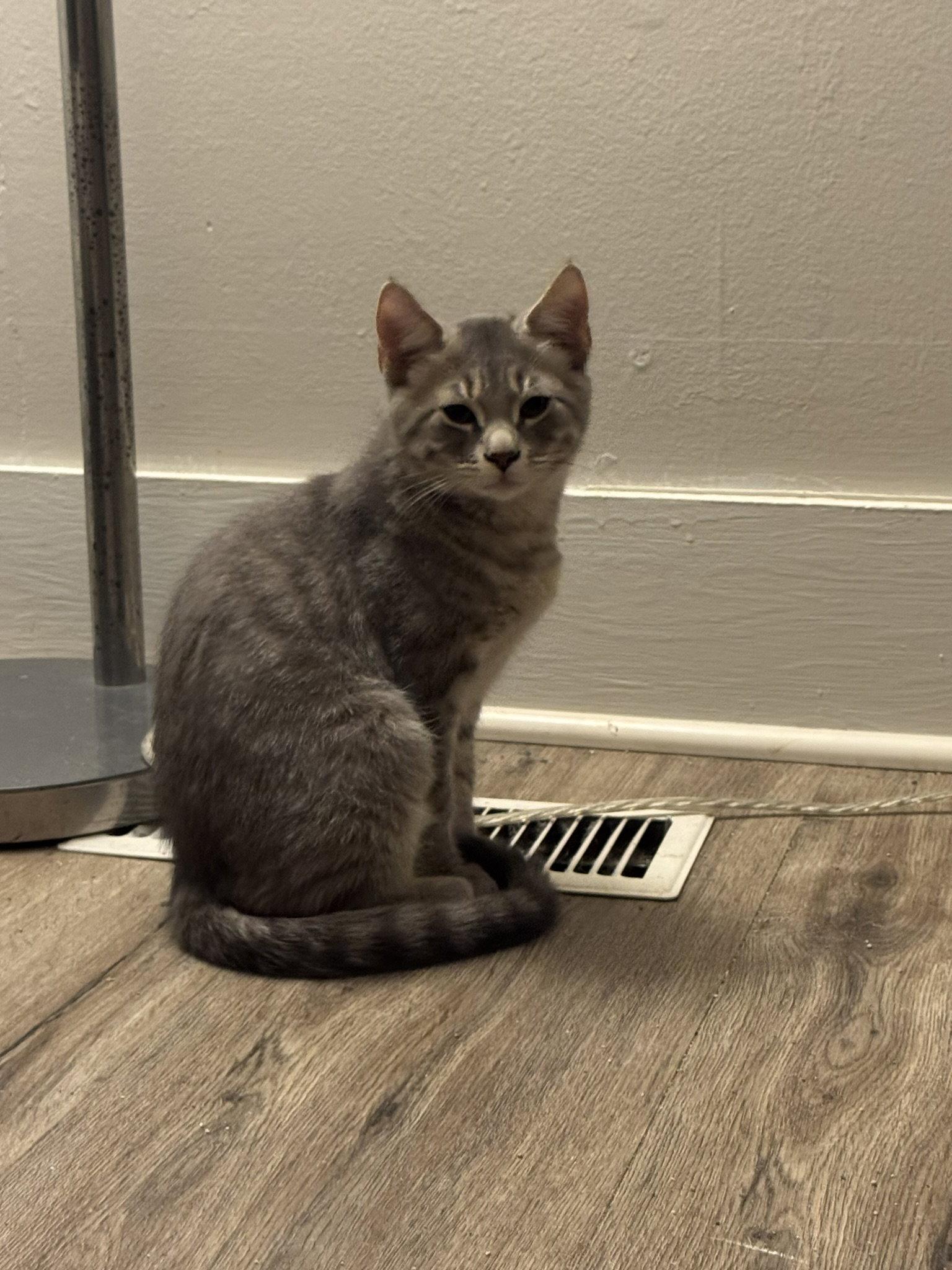 Enlarge Eric, a Adoptable Domestic Short Hair in East Derry, NH image 2/2
