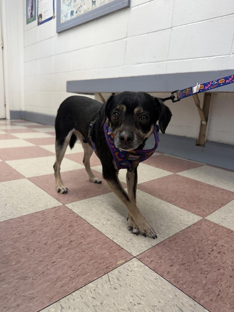 Enlarge Miles, a Adopted mixed breed in Ontario, CA image 1/1