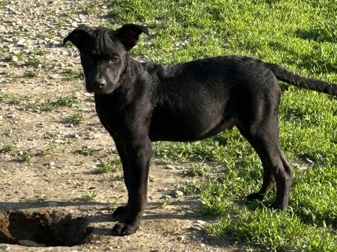 Quinker, an adoptable Labrador Retriever in Brooks, ME, 04921 | Photo Image 3
