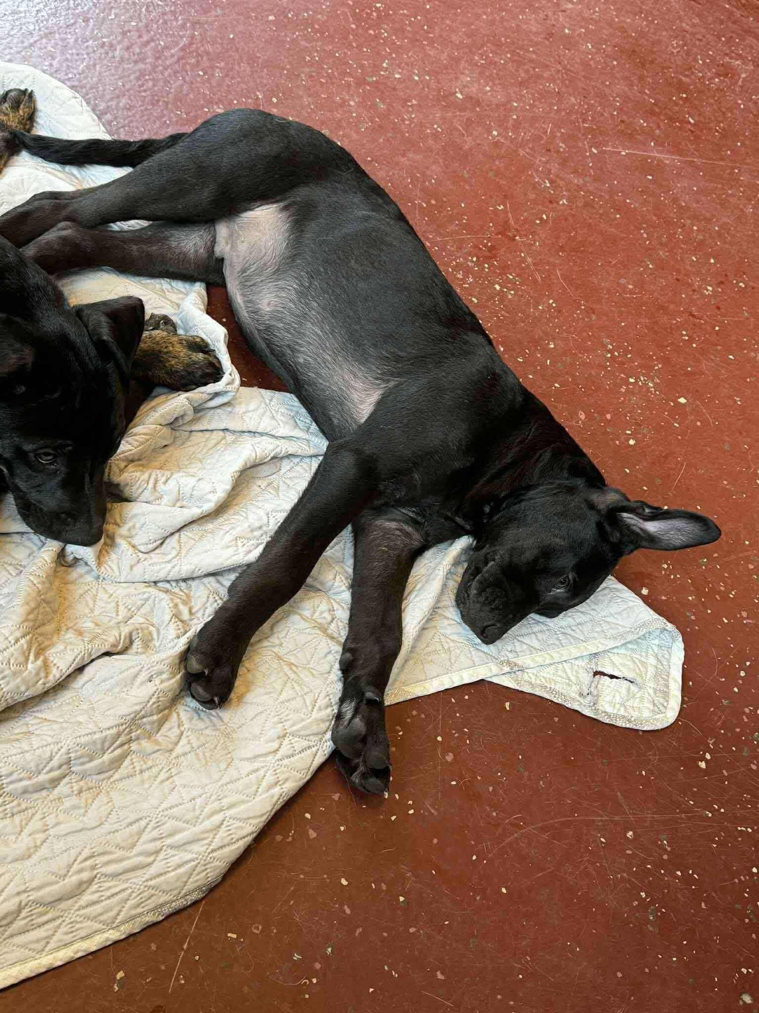 Quinker, an adoptable Labrador Retriever in Brooks, ME, 04921 | Photo Image 2