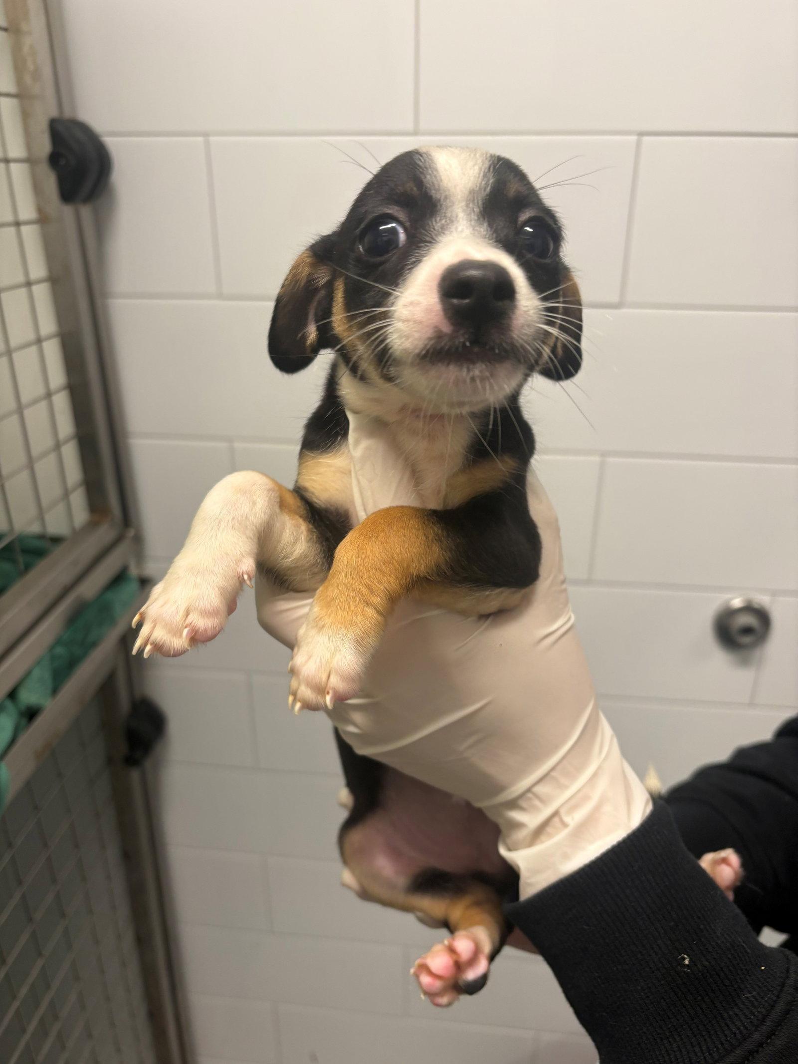 Yeti, Adoptable, Puppy Male Dachshund & Chihuahua.
